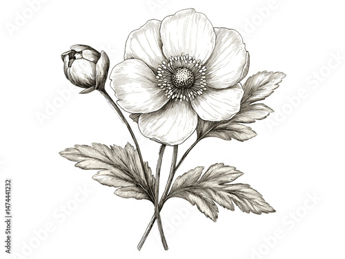 Wood anemone bloom illustration, retro botanical engraving, vintage flower sketch, antique floral art, trendy flower print, nature decor, floral decor, hand-drawn, old engraving style.