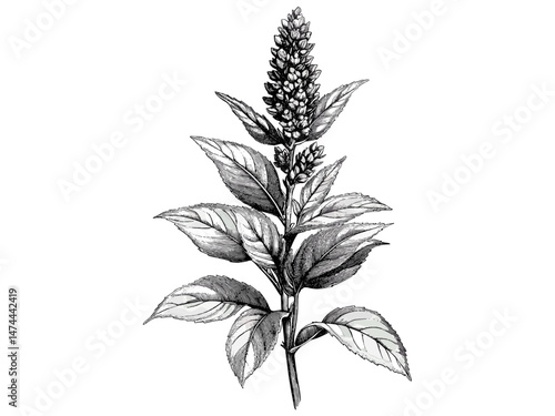 Vintage engraving of amaranth flower, hand-drawn botanical illustration, retro bloom line art, rustic garden motif, trendy engraved decor, nature-inspired print, old engraving style, antique decor.