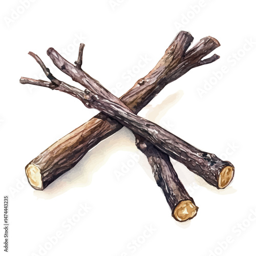 Licorice A Single Root, watercolor illustration, isolated on a white background.