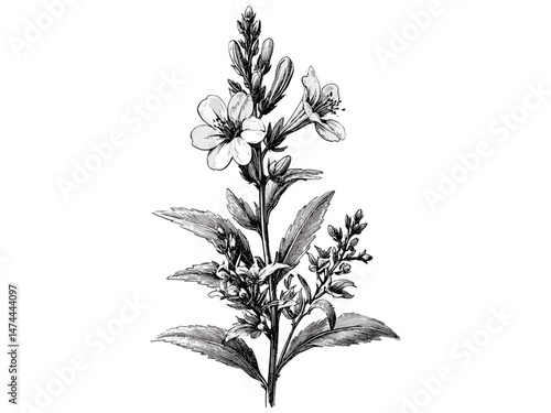 Cardinal flower vintage engraving, hand-drawn botanical sketch, antique floral print, rustic garden illustration, black sketch art, trendy vintage decor, old-style engraving, nature drawing