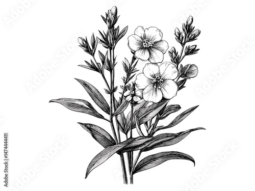 Vintage engraving of fireweed flower, hand-drawn botanical sketch, antique floral illustration, rustic wildflower bloom motif, trendy engraved decor, black sketch, old engraving style