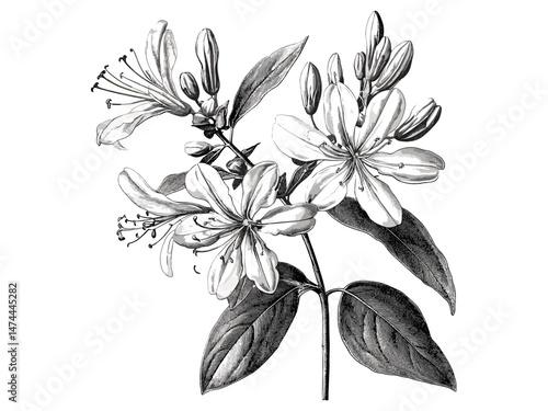 Vintage honeysuckle flower engraving, hand-drawn botanical sketch, antique floral illustration, trendy nature print, black sketch, old engraving style, botanical decor, vintage nature art