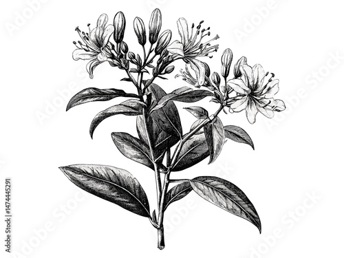 Antique floral engraving of honeysuckle flower, vintage hand-drawn botanical sketch, black sketch nature print, trendy botanical decor, old engraving style, nature-inspired artwork