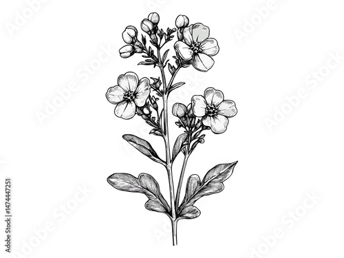 Small mustard flower bloom, vintage engraving, hand-drawn botanical sketch, black line drawing, rustic floral illustration, antique style plant art, trendy engraved plant decor