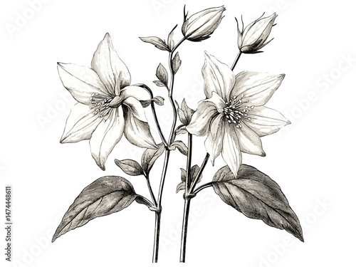Wild columbine flower engraving, black sketch botanical art, vintage style floral illustration, rustic bloom motif print, hand-drawn antique decor, trendy engraved decor.