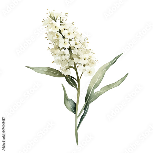 Meadowsweet A Single Flower, watercolor vector, isolated on a white background.