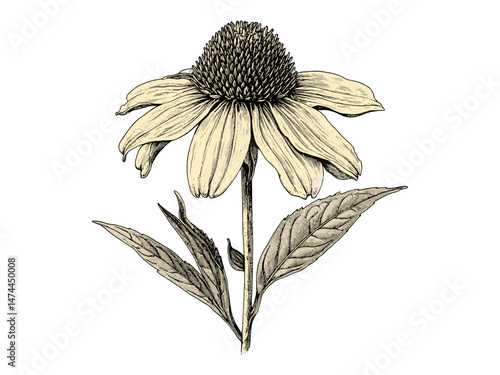 Hand-drawn botanical coneflower, vintage floral sketch, antique style print, nature wall decor, black flower engraving, flora artwork, rustic illustration, boho botanical art