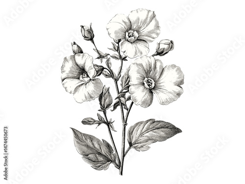 Sweet Pea flower engraving, vintage hand-drawn botanical sketch, antique nature print, black sketch, old engraving, trendy decor, flora, flower art, floral bloom.