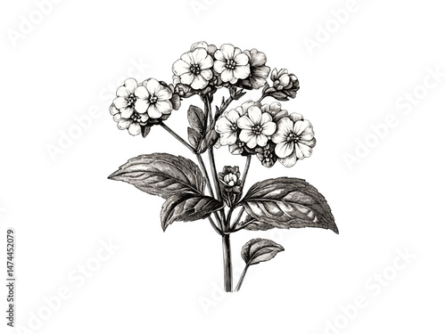 Engraved Delphinium Botanical Art, retro floral sketch, hand-drawn bloom, trendy vintage decor, flora print, old engraving style, antique wall artwork, historical botanical flower poster