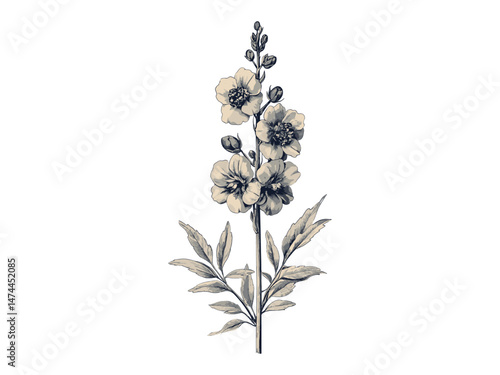 Antique Botanical Art Print of Delphinium, vintage decor, engraved floral style, black sketch, hand-drawn bloom, trendy illustration, flora artwork, retro botanical poster, fine wall art