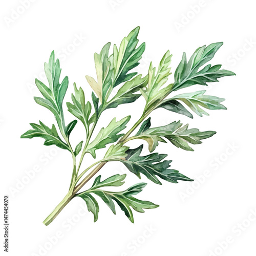 Mugwort A Single Branch, watercolor vector, isolated on a white background.
