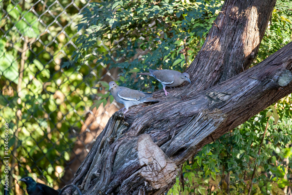 Obraz premium Mourning doves feeding in a cedar tree