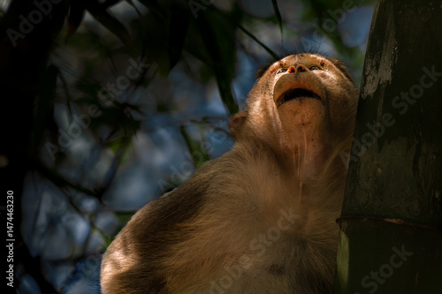 Canvas Print Generated IA vivid close up of a monkey looking upward with an expressive face, capture amidst a lush bamboo forest