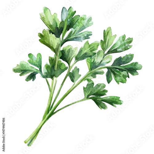 Parsley A Single Branch, watercolor vector, isolated on a white background.