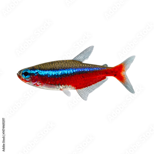Brilliant neon tetra showcasing vibrant colors isolated on a clean backdrop