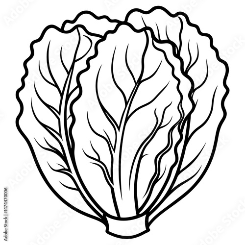 Minimalist Napa Cabbage Vector Art