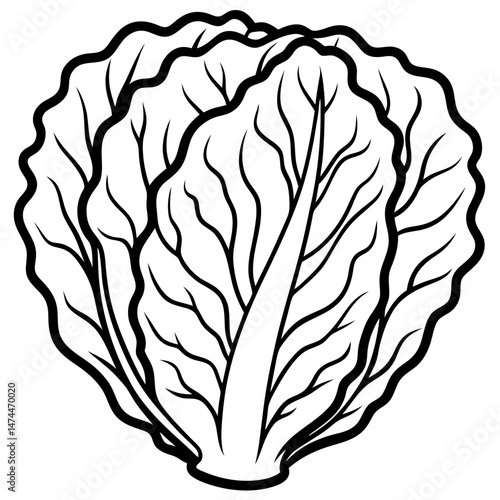 Minimalist Napa Cabbage Vector Art