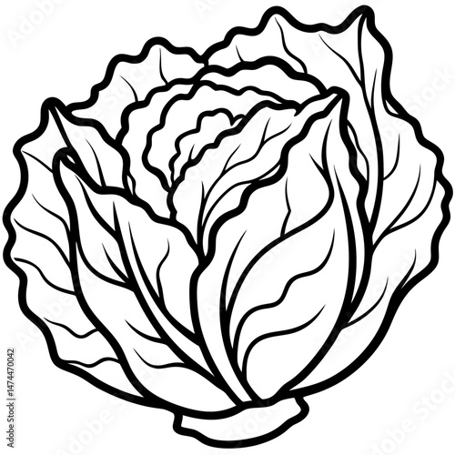 Minimalist Napa Cabbage Vector Art