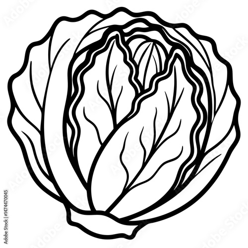 Minimalist Napa Cabbage Vector Art