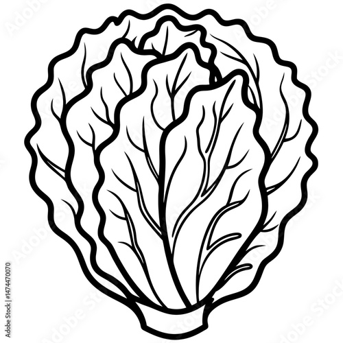 Minimalist Napa Cabbage Vector Art