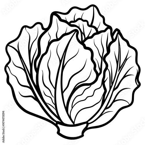 Minimalist Napa Cabbage Vector Art