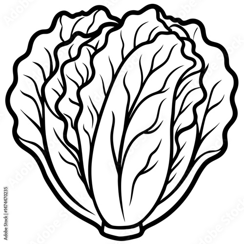 Minimalist Napa Cabbage Vector Art