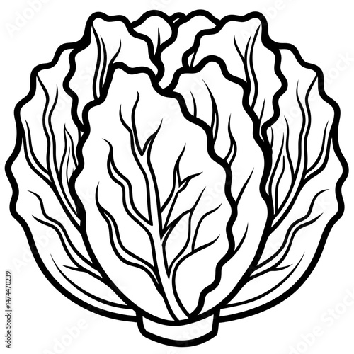 Minimalist Napa Cabbage Vector Art