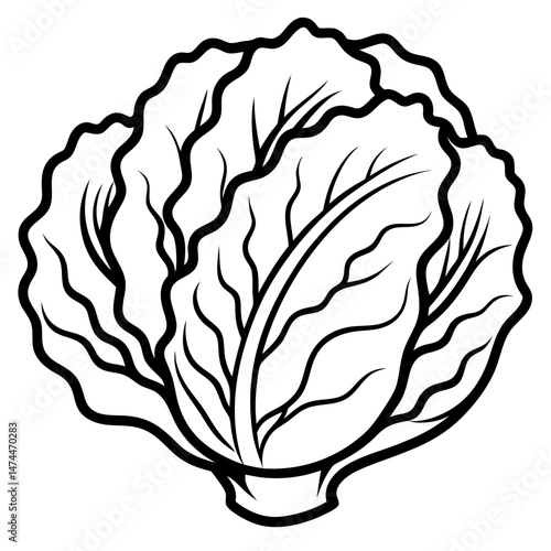 Minimalist Napa Cabbage Vector Art