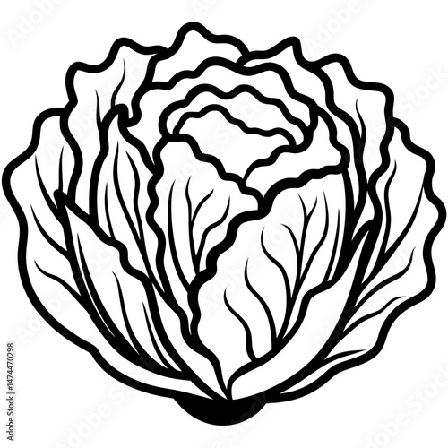 Minimalist Napa Cabbage Vector Art