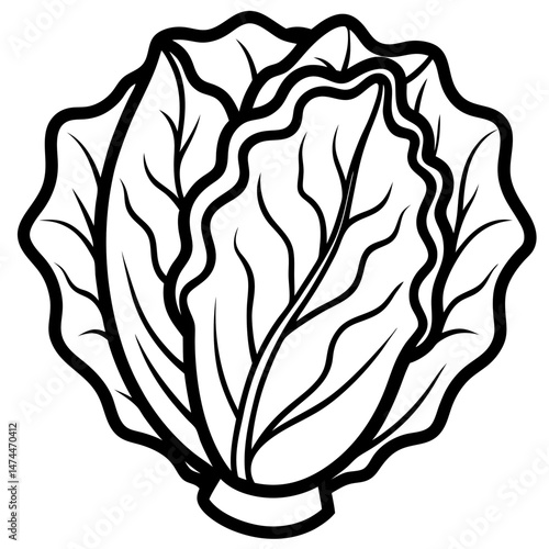 Minimalist Napa Cabbage Vector Art