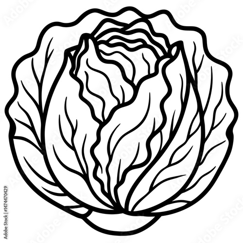 Minimalist Napa Cabbage Vector Art