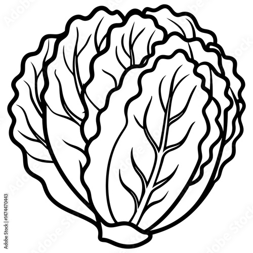 Minimalist Napa Cabbage Vector Art