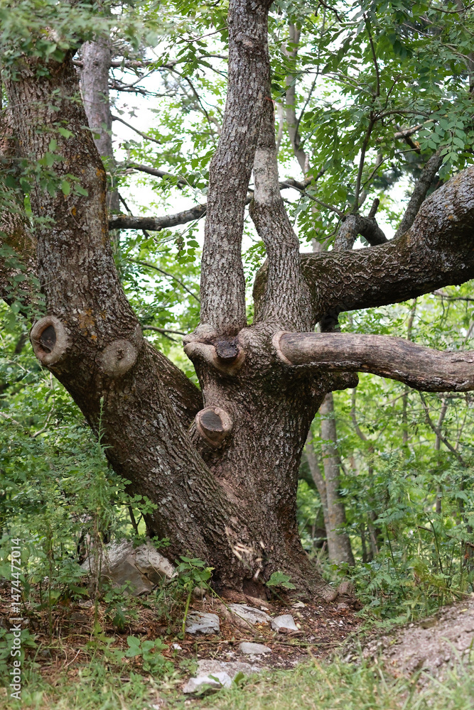 Obraz premium Base Of An Old, Gnarled Tree With Thick, Textured Trunk And Several Large Cut Branches Showing Tree Rings, Standing In A Forest Environment. Ancient Wood Texture.