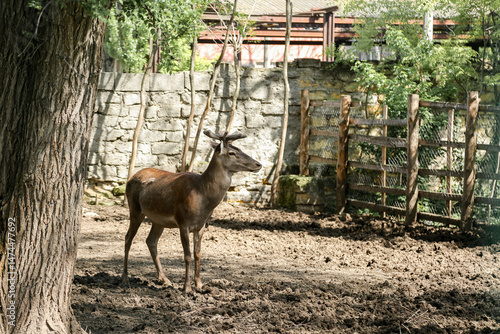 Deer in the zoo. Close-up