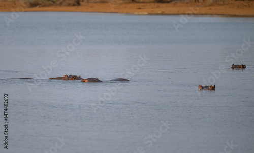 Flusspferd genannt Nilpferd - Hippo, im Krüger National Park - Kruger Nationalpark Südafrika photo