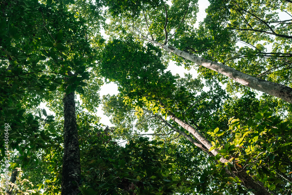 Fototapeta premium Tree branches reaching across the sky with vibrant green leaves basking in golden sunlight symbolizing environmental conservation sustainability Earth Day, importance of protecting natural resources