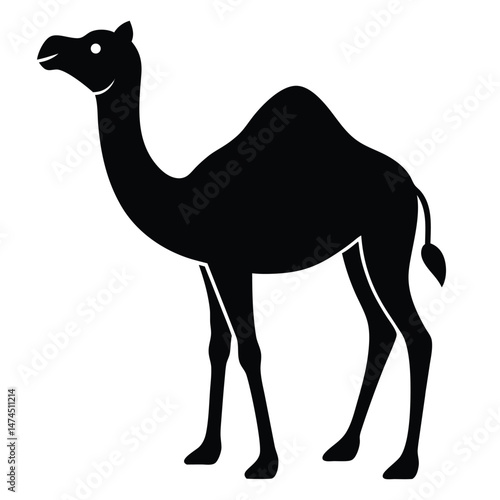Side view shows the outline of a dromedary camel standing isolated on white