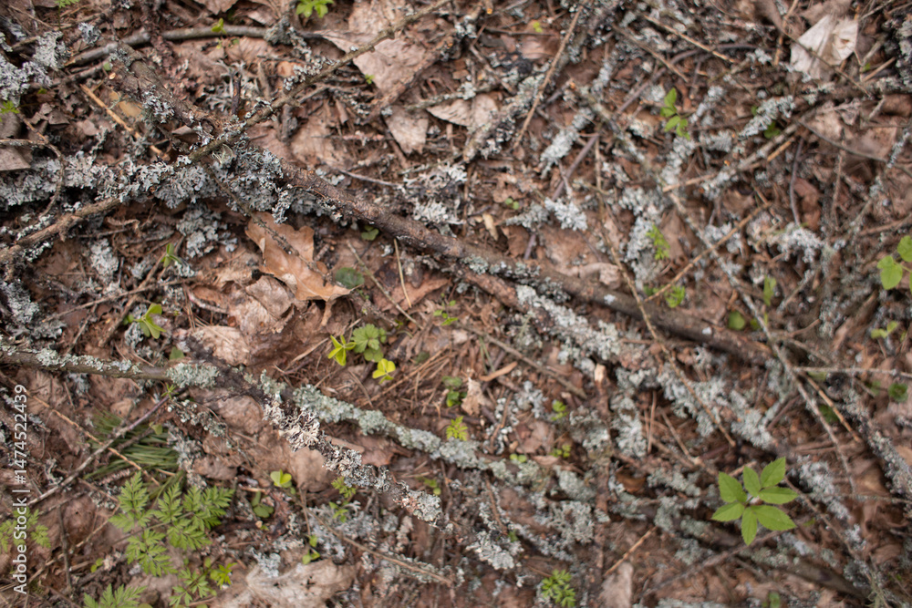 moss grows on trees in the forest, nature wakes up after winter,an ecologically clean place, no pollution,fresh air,woodlands for nature walks moss grows on trees in the forest, nature wakes up after winter,an ecologically clean place, no pollution,fresh air,woodlands for nature walks