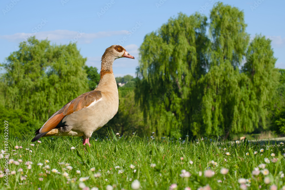 Obraz premium Egyptian goose is standing on the green grass close-up