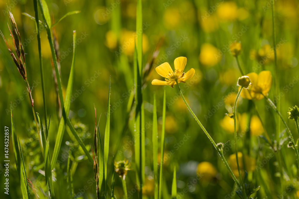 Fototapeta premium Ranunculus blossom in the sunset light close-up