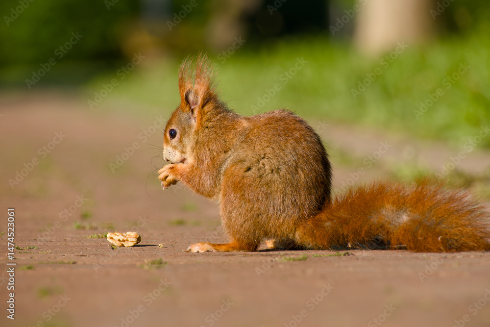 Fototapeta premium curious cute red squirrel is sitting on the path close-up