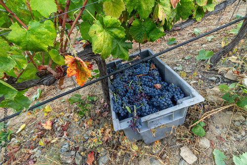 Grape harvest in Douro, Portugal