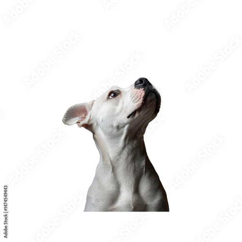 Curious White Pit Bull Terrier Looking Upward Against Transparent Background