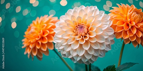 Mesmerizing Slow Motion Timelapse of Vibrant Dahlias Blooming with Bokeh Effect