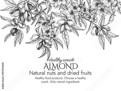 Vector frame with a branch of blooming almonds in engraving style. Graphic banner with nuts on a tree. Template with the cultivation of a healthy snack
