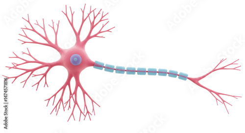 Tableau sur toile Isolated Neuron Cell