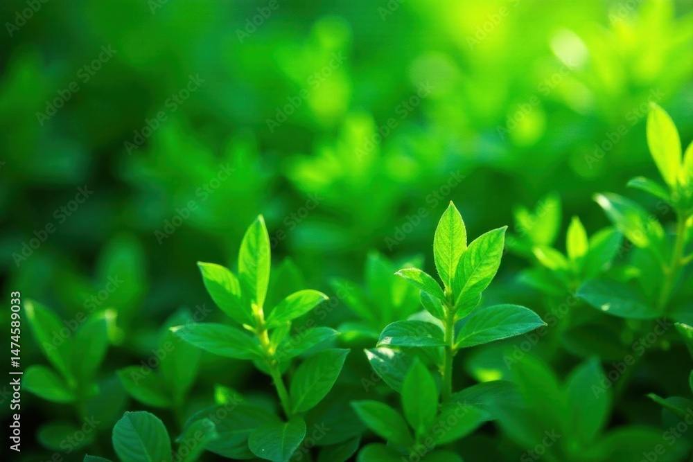 Vibrant green foliage, abstract summer texture , digital, backdrop, green leaves Vibrant green foliage, abstract summer texture , digital, backdrop, green leaves
