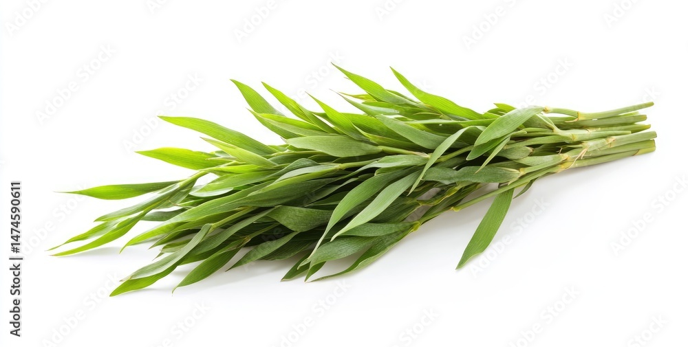 Fototapeta premium Fresh bunch of vibrant green bamboo shoots