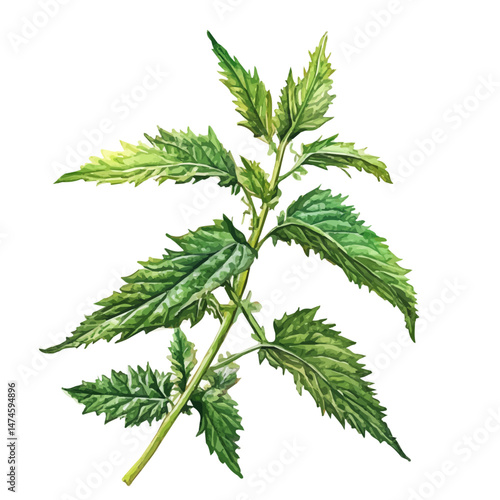 watercolor of Stinging Nettle A Single Branch, isolated on a white background.