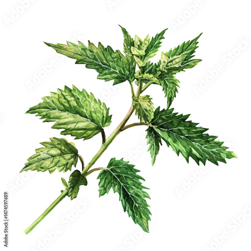 watercolor of Stinging Nettle A Single Branch, isolated on a white background.
